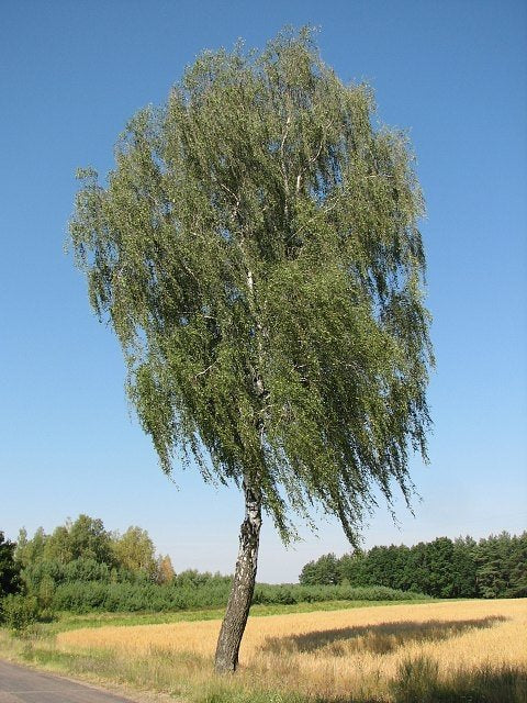FREON BR4 Birch - Birch 25/28cm