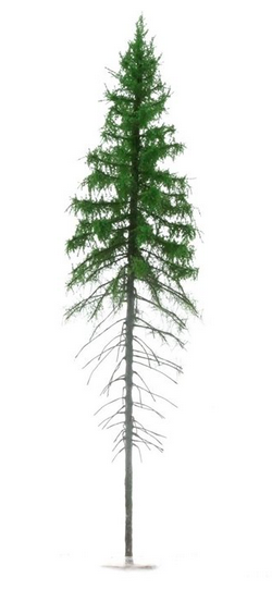 Épicéa de montagne FREON SG1 - Épicéa des Highlands de grande taille 26/28 cm, 3 pièces