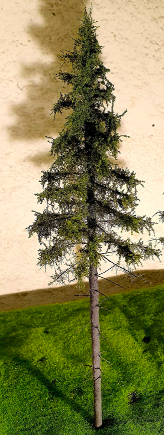 FREON SG2 Mountain Spruce - Świerk Wysokogórski Większy 18/20 cm 3 sztuki – zdjęcie 2