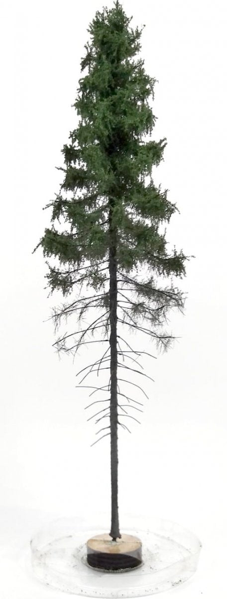 Épicéa de montagne FREON SGPW1 - hauteur 28-30 cm