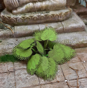 RT-Diorama 35616 Jungle Plant No.6 1/35 – image 4