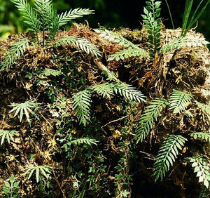 Model Scene VG3-031 Jungle set 1 1/32, 1/35