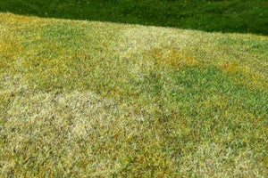 Model Scene F003 Cut Meadow - Late Summer – zdjęcie 2